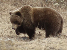 Grizzly bear Grizzly bear