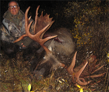Big drop-tine bull taken from spike camp during rut Big drop-tine moose bull