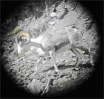 Early season ram Early season ram