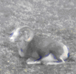 Late season ram Late season ram